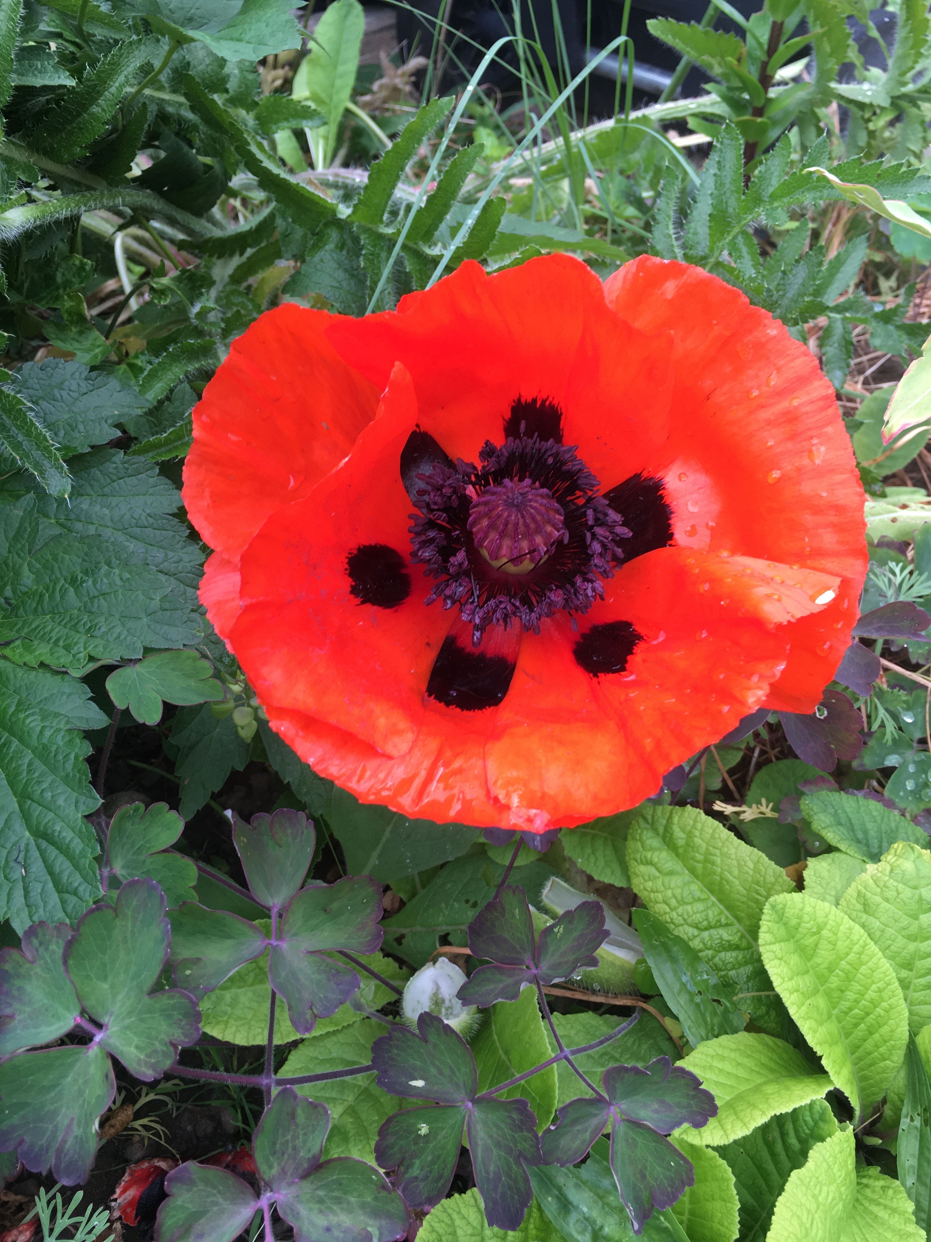 schneckenschlauch-startseite-schneckenschutz