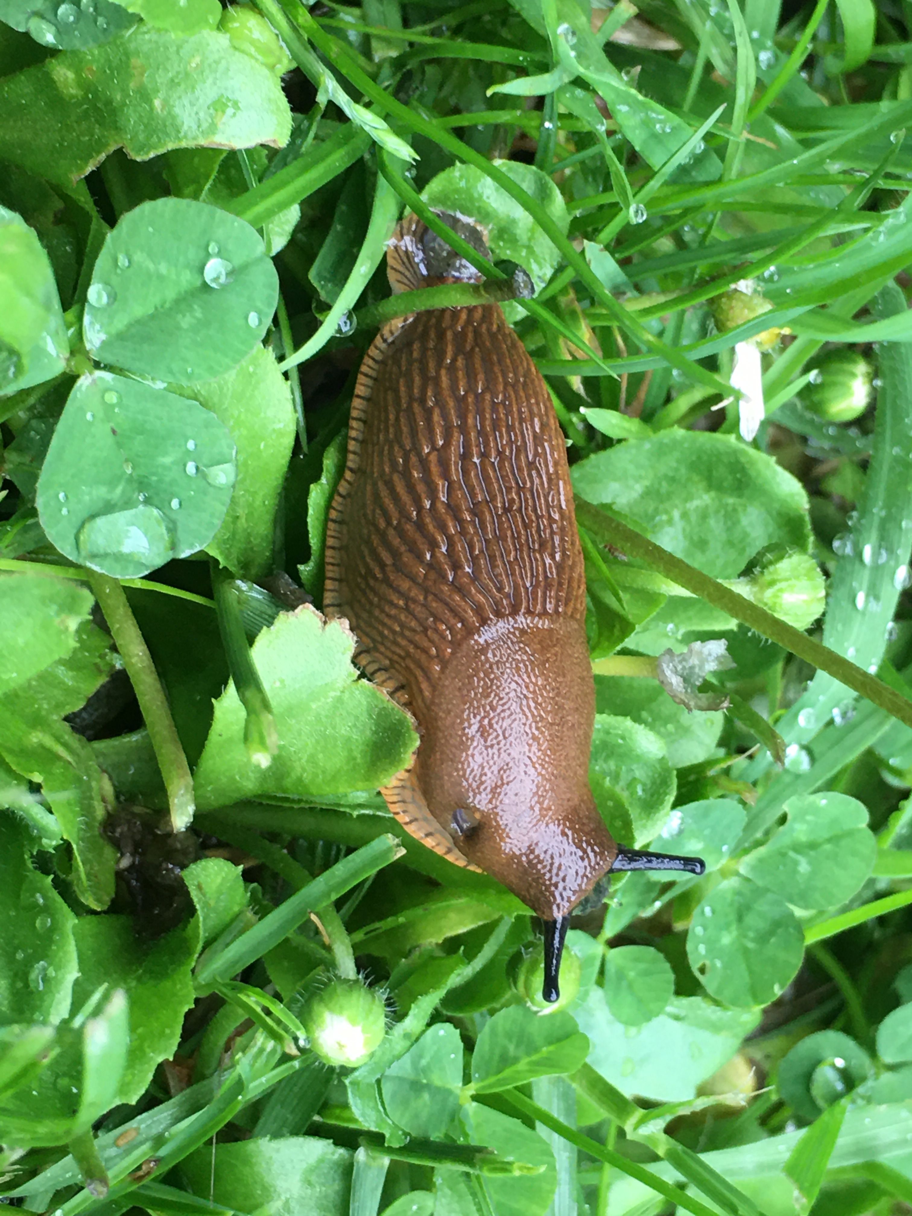 schneckenschlauch-startseite-schneckenschutz