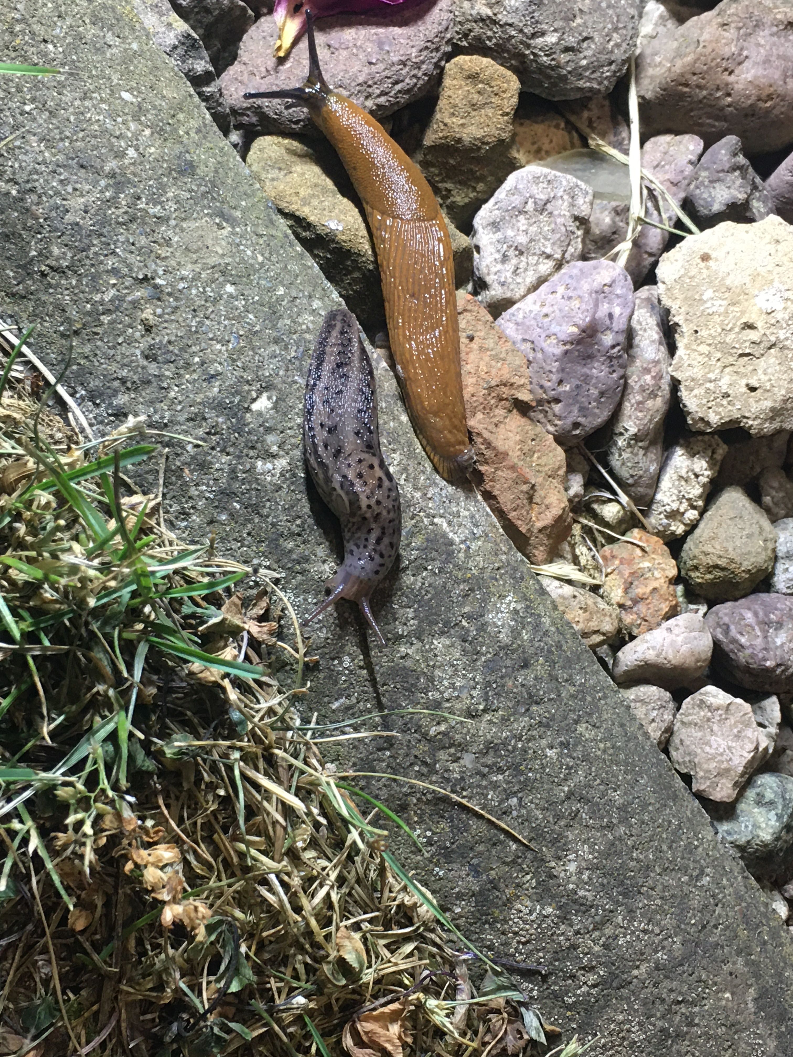 Schneckenschlauch Startseite Schneckenschutz