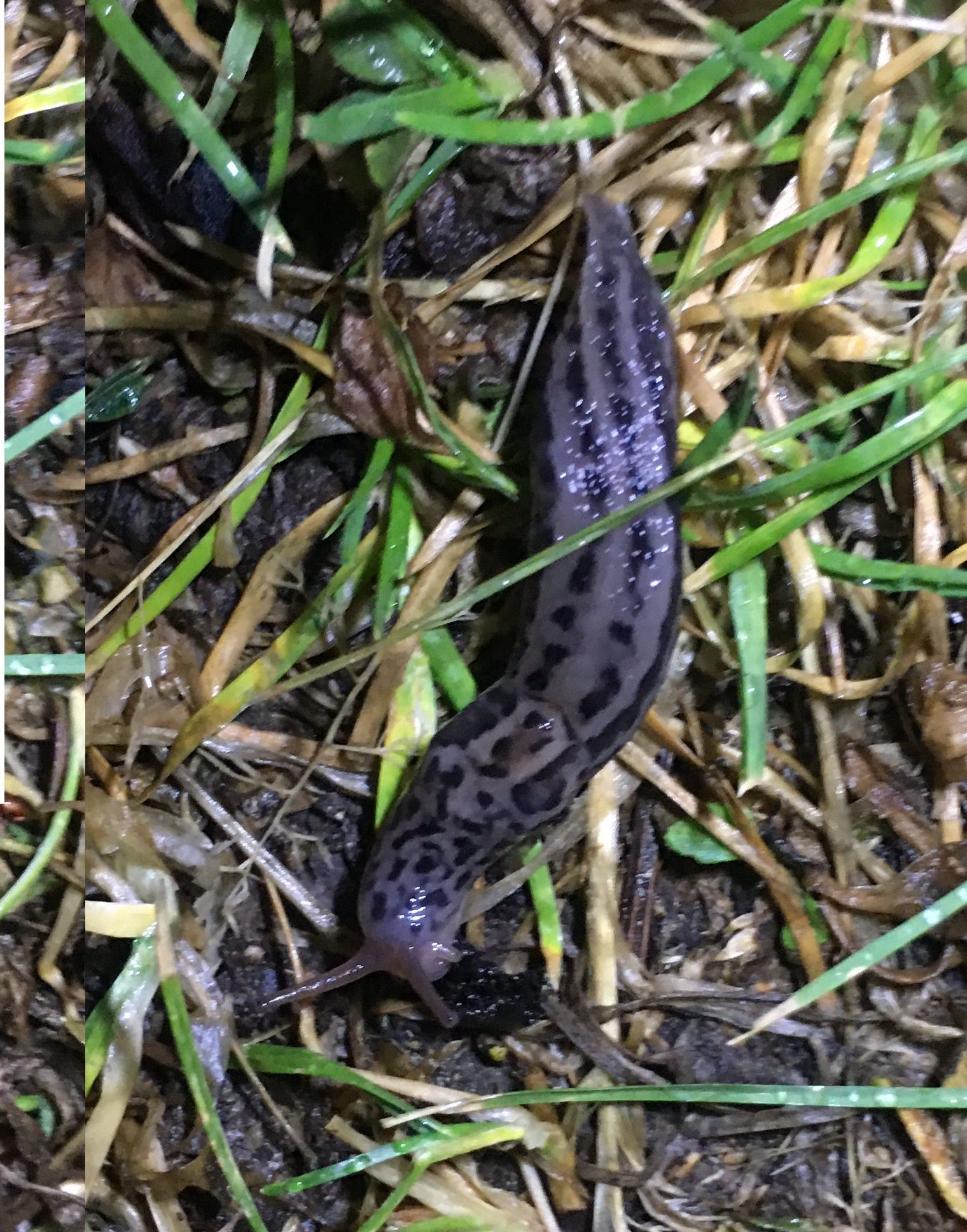 schneckenschlauch-startseite-schneckenschutz